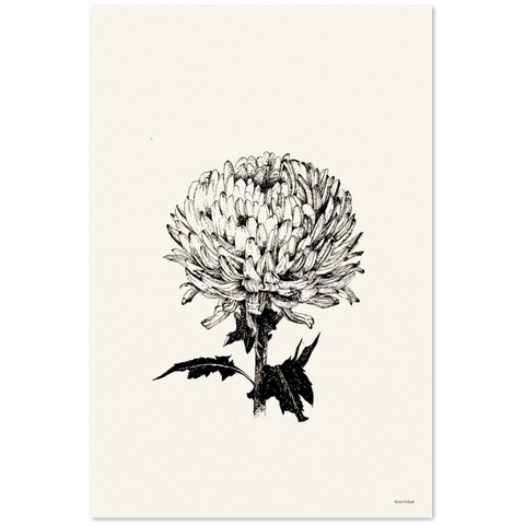 Seashell Chrysanthemum Archival Print Ketu Velani